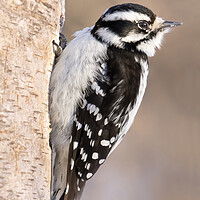 Buy canvas prints of Downy Woodpecker by Jim Hughes