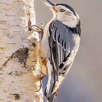 Buy canvas prints of White-breasted Nuthatch by Jim Hughes