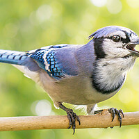 Buy canvas prints of North American Blue Jay sounding off. by Jim Hughes