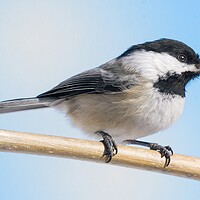 Buy canvas prints of Black-Capped Chickadee by Jim Hughes
