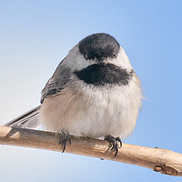 Buy canvas prints of Chickadee at 5 below by Jim Hughes