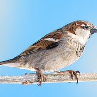 Buy canvas prints of House Sparrow by Jim Hughes