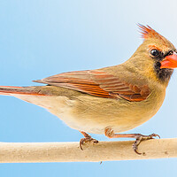 Buy canvas prints of Female Cardinal by Jim Hughes