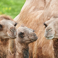Buy canvas prints of Bactrian camels by Jim Hughes