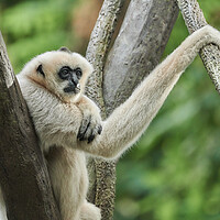 Buy canvas prints of White-cheeked Gibbon by Jim Hughes