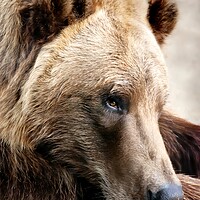 Buy canvas prints of Alaskan Brown (grizzly) bear by Jim Hughes