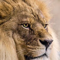 Buy canvas prints of Male African Lion by Jim Hughes