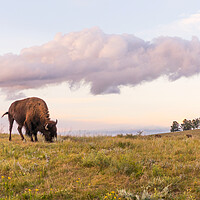 Buy canvas prints of Lone Bison in Black Hills, South Dakota by Jim Hughes