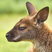 Buy canvas prints of Wallaby by Jim Hughes