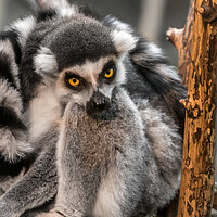 Buy canvas prints of Ring-tailed Lemur by Jim Hughes
