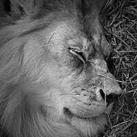 Buy canvas prints of Sleeping Lion by Jim Hughes