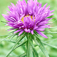 Buy canvas prints of Purple Aster by Jim Hughes