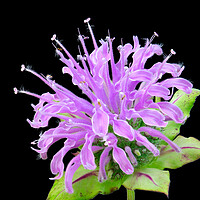 Buy canvas prints of Wild Bergamot also known as Bee Balm by Jim Hughes