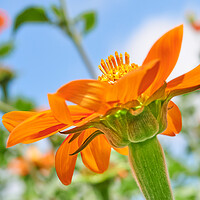 Buy canvas prints of Mexican sunflower, Tithonia rotundifolia by Jim Hughes