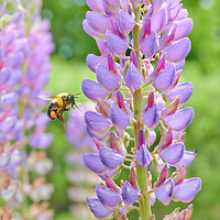 Buy canvas prints of Bumblebee and Lupine by Jim Hughes