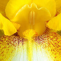 Buy canvas prints of Yellow Iris by Jim Hughes