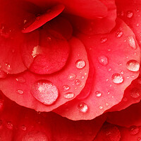 Buy canvas prints of Raindrops on red begonia by Jim Hughes