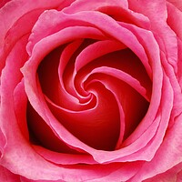 Buy canvas prints of Pink Rose by Jim Hughes
