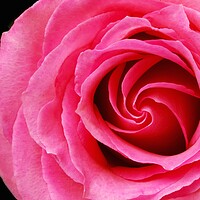 Buy canvas prints of Pink Rose by Jim Hughes