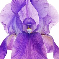 Buy canvas prints of Purple Iris by Jim Hughes