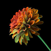 Buy canvas prints of Orange and Green Zinnia by Jim Hughes