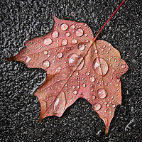 Buy canvas prints of Maple leaf in the rain by Jim Hughes
