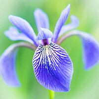 Buy canvas prints of Blue Flag Iris as a bee sees it by Jim Hughes