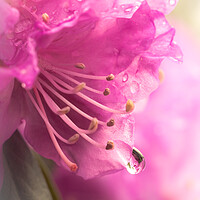 Buy canvas prints of Raindrop on Rhododenron by Jim Hughes