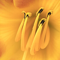 Buy canvas prints of Center of a Daylily by Jim Hughes