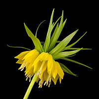 Buy canvas prints of Yellow Fritillaria Imperialis by Jim Hughes