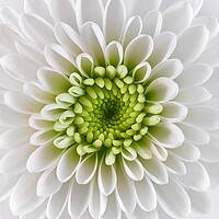 Buy canvas prints of White and Green  Chrysanthemum by Jim Hughes