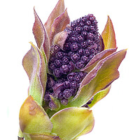 Buy canvas prints of Lilac bud by Jim Hughes