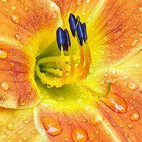 Buy canvas prints of Lily After A Rain by Jim Hughes