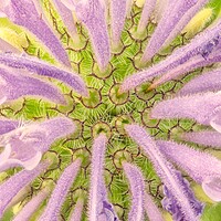 Buy canvas prints of Flower interior, Wild Bergamot or  Bee Balm by Jim Hughes
