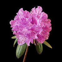 Buy canvas prints of Pink Rhododendron  by Jim Hughes