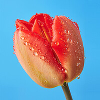 Buy canvas prints of Spring Tulip 1 by Jim Hughes