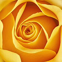 Buy canvas prints of Center of a yellow rose by Jim Hughes