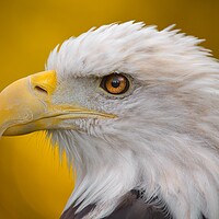 Buy canvas prints of North American Bald Eagle in profile by Jim Hughes