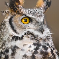 Buy canvas prints of Great Horned Owl by Jim Hughes