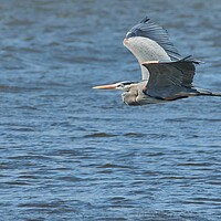 Buy canvas prints of Great Blue Heron on the Misssissippi by Jim Hughes