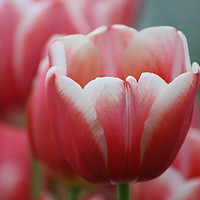 Buy canvas prints of Pink tulip, perfect  by Riaan Swanepoel