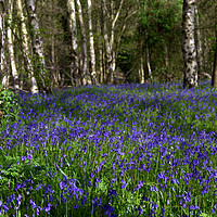 Buy canvas prints of Carpet of Bluebells in Kent by Michelle Bradbury