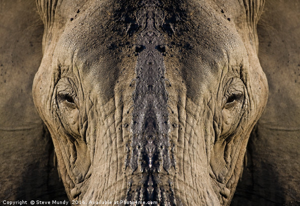 Elephant Portrait Picture Board by Steve Mundy