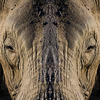 Buy canvas prints of Elephant Portrait by Steve Mundy