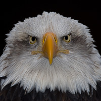 Buy canvas prints of Bald Eagle by Steve Mundy