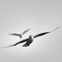 Buy canvas prints of Free As A Seagull by Zuzer Cofie