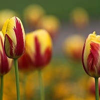 Buy canvas prints of Tulips In A Field by Zuzer Cofie