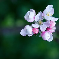 Buy canvas prints of Beautiful Blossom by Zuzer Cofie