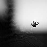 Buy canvas prints of Spider And Web by Zuzer Cofie