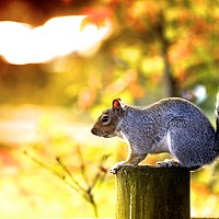 Buy canvas prints of A Time To Squirrel by Zuzer Cofie